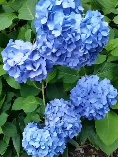 大宝八幡宮の自然