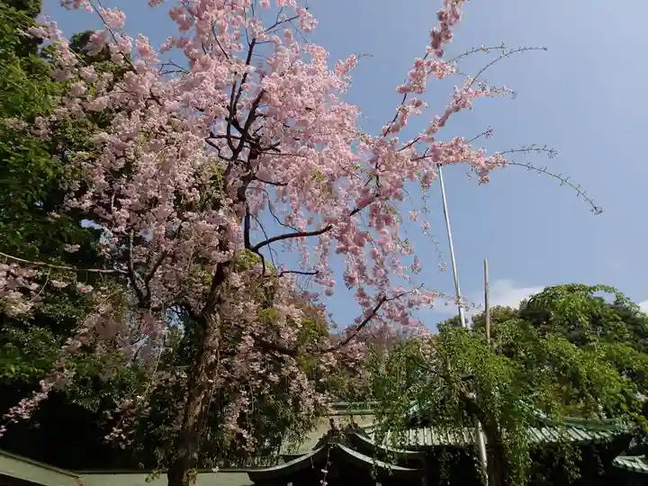 代々木八幡宮の自然