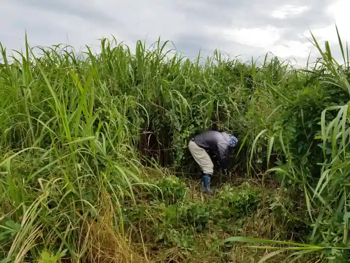 伏木香取神社(茨城県)