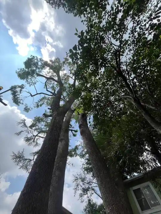 鳩ヶ谷氷川神社(埼玉県)
