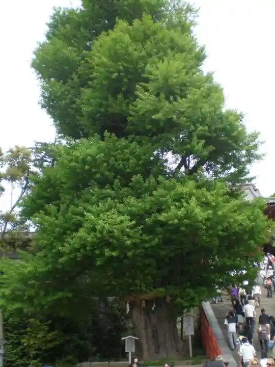 鶴岡八幡宮の自然