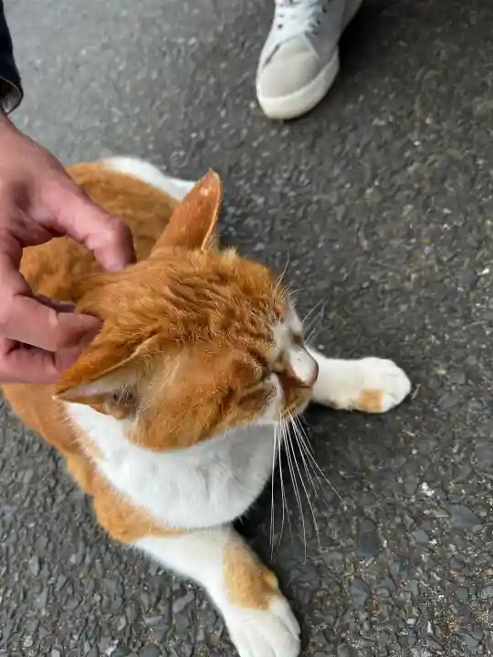 鹿島神宮の{uncategorized: "未分類", other: "その他", undefined: "問題あり", building: "その他建物", grave: "お墓", sacred_gate: "鳥居", guardian: "狛犬", statue: "像", buddha: "仏像", history: "歴史", nature: "自然", garden: "庭園", animal: "動物", pagoda: "塔", temizu: "手水舎", mountain_gate: "山門・神門", sanctuary: "本殿・本堂", subordinate: "末社・摂社", art: "芸術", scenery: "景色", jizo: "地蔵", ema: "絵馬", goshuin: "御朱印", omikuji: "おみくじ", items: "授与品その他", amulet: "お守り", goshuincho: "御朱印帳", eats: "食事", festival: "お祭り", votive_dance: "神楽", shichigosan: "七五三参", wedding: "結婚式", experience: "体験その他", initially: "初詣", around: "周辺", anti_infection: "感染症対策"}