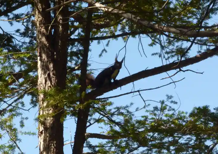 留辺蘂神社の動物