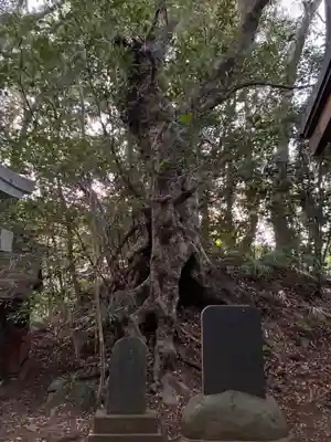 安房神社(千葉県)