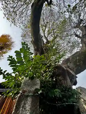 宇賀神社(京都府)