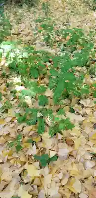 高木神社の自然