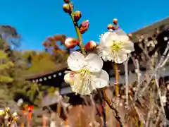 梅宮大社(京都府)