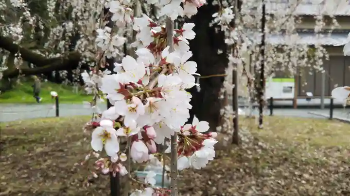 八幡社の自然