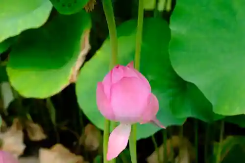 三室戸寺の自然