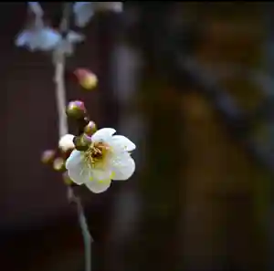 普元寺の自然(2021年01月29日(金) 21時39分45秒投稿)
