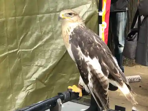 白鳥神社の動物