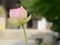 伊勢の国 四天王寺の自然