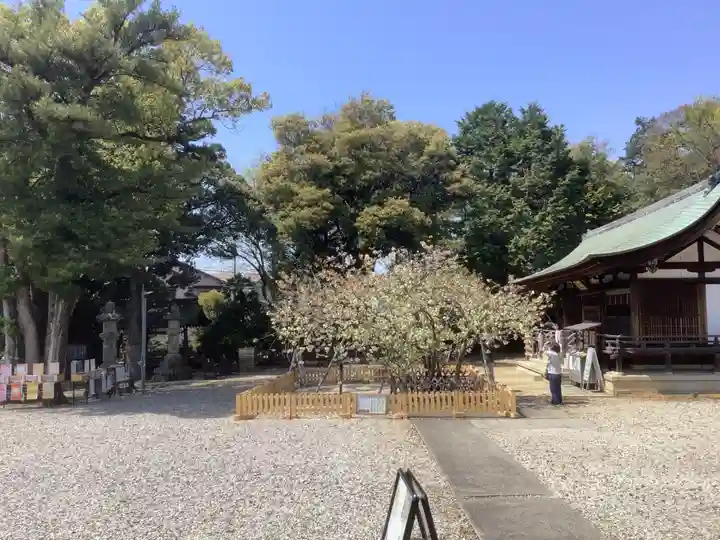 上地八幡宮の自然