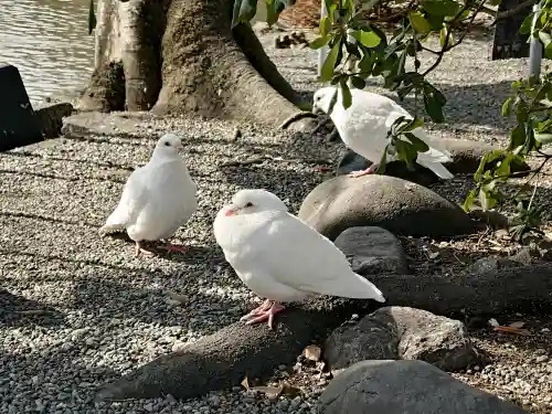 旗上弁財天社の{uncategorized: "未分類", other: "その他", undefined: "問題あり", building: "その他建物", grave: "お墓", sacred_gate: "鳥居", guardian: "狛犬", statue: "像", buddha: "仏像", history: "歴史", nature: "自然", garden: "庭園", animal: "動物", pagoda: "塔", temizu: "手水舎", mountain_gate: "山門・神門", sanctuary: "本殿・本堂", subordinate: "末社・摂社", art: "芸術", scenery: "景色", jizo: "地蔵", ema: "絵馬", goshuin: "御朱印", omikuji: "おみくじ", items: "授与品その他", amulet: "お守り", goshuincho: "御朱印帳", eats: "食事", festival: "お祭り", votive_dance: "神楽", shichigosan: "七五三参", wedding: "結婚式", experience: "体験その他", initially: "初詣", around: "周辺", anti_infection: "感染症対策"}