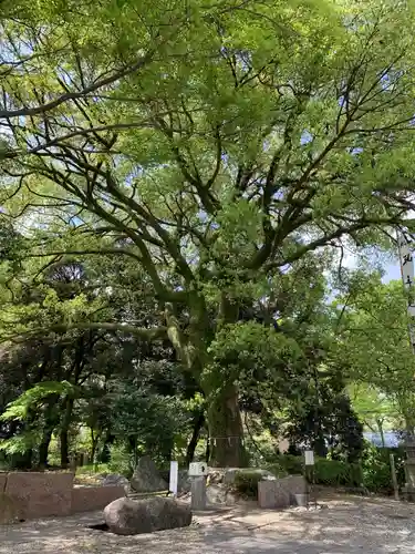 岐阜護國神社の自然