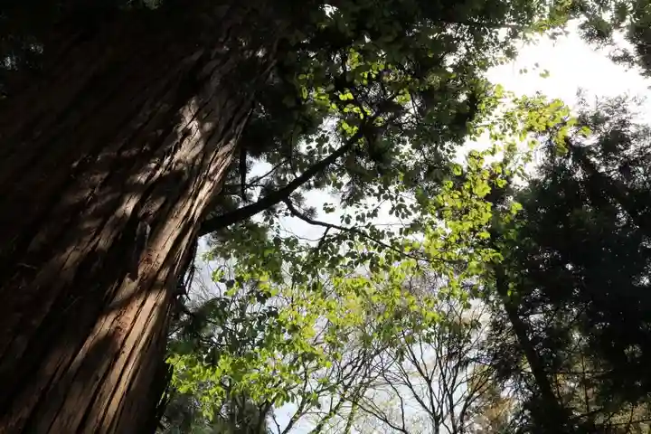 磐椅神社の自然