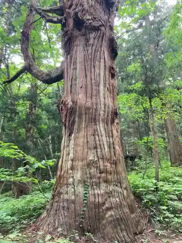 小菅神社奥社(長野県)