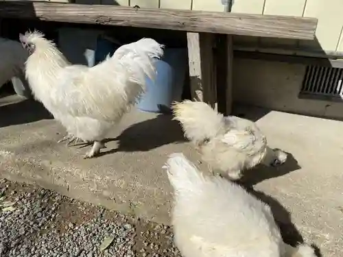 高屋敷稲荷神社(福島県)