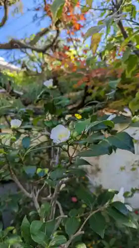 妙蓮寺(京都府)