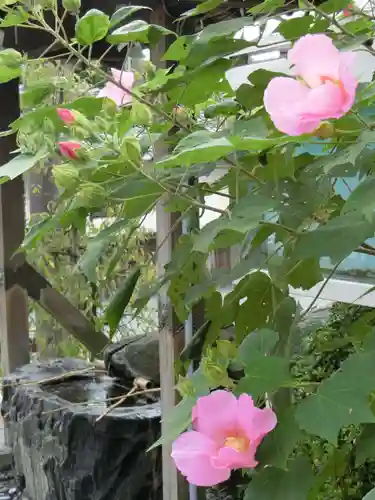 飛鳥坐神社の自然