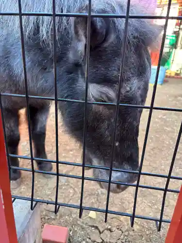 神田神社（神田明神）の動物