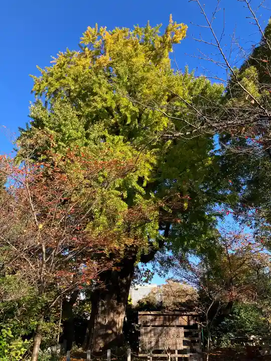 芝東照宮の自然
