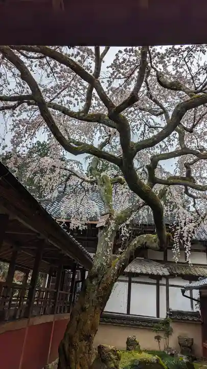 十輪寺(京都府)