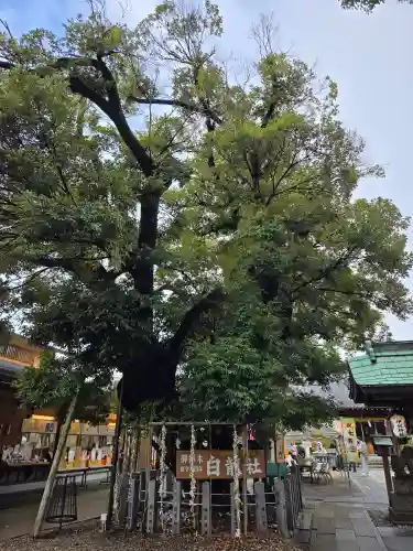 伊奴神社(愛知県)