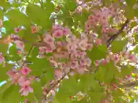 安禅寺(新潟県)