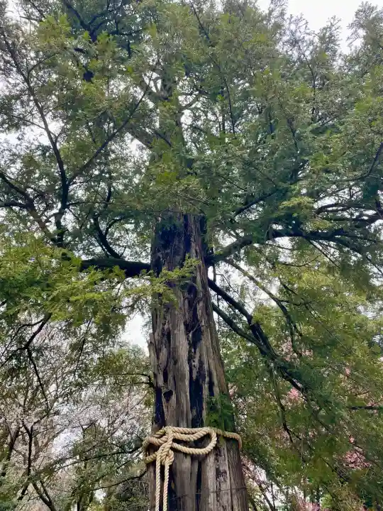 駒込富士神社の{uncategorized: "未分類", other: "その他", undefined: "問題あり", building: "その他建物", grave: "お墓", sacred_gate: "鳥居", guardian: "狛犬", statue: "像", buddha: "仏像", history: "歴史", nature: "自然", garden: "庭園", animal: "動物", pagoda: "塔", temizu: "手水舎", mountain_gate: "山門・神門", sanctuary: "本殿・本堂", subordinate: "末社・摂社", art: "芸術", scenery: "景色", jizo: "地蔵", ema: "絵馬", goshuin: "御朱印", omikuji: "おみくじ", items: "授与品その他", amulet: "お守り", goshuincho: "御朱印帳", eats: "食事", festival: "お祭り", votive_dance: "神楽", shichigosan: "七五三参", wedding: "結婚式", experience: "体験その他", initially: "初詣", around: "周辺", anti_infection: "感染症対策"}