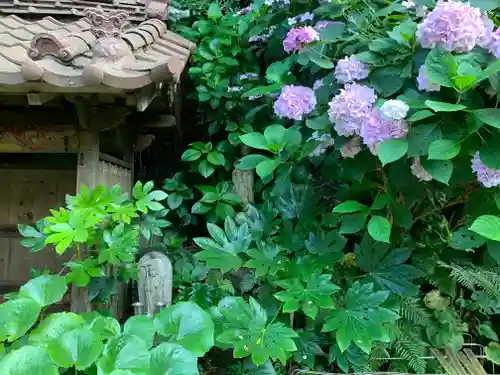 波立寺（波立薬師）の自然