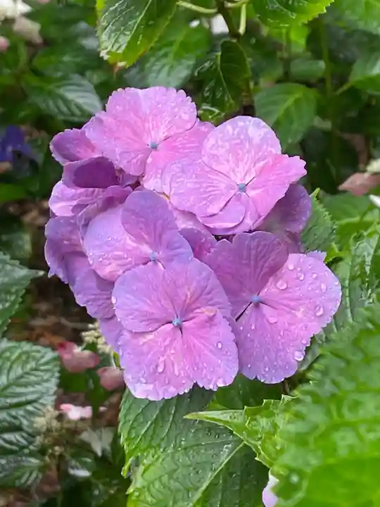 大宝八幡宮の自然