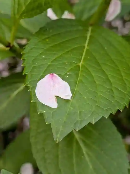 乃木神社(東京都)