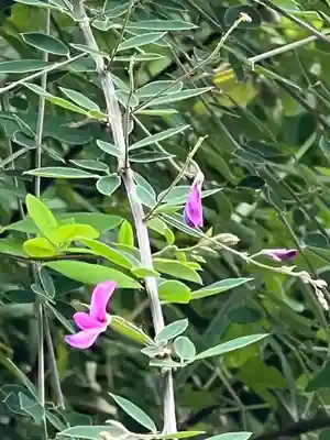 国宝 大法寺(長野県)