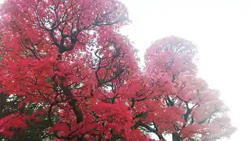 尾張大國霊神社（国府宮）の自然