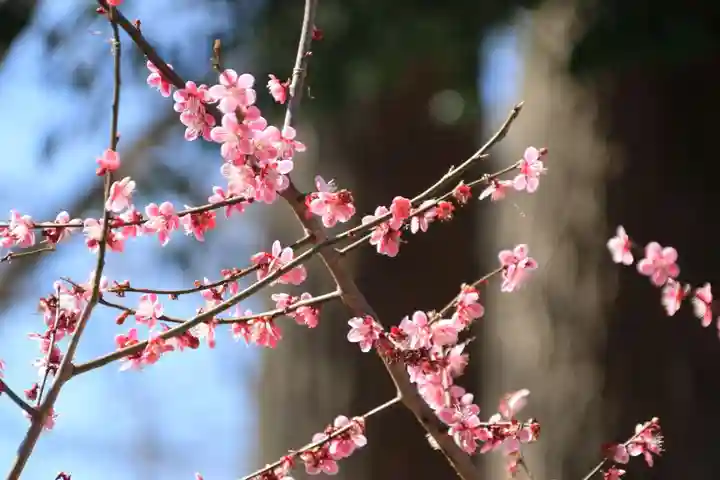 熊野福藏神社の自然