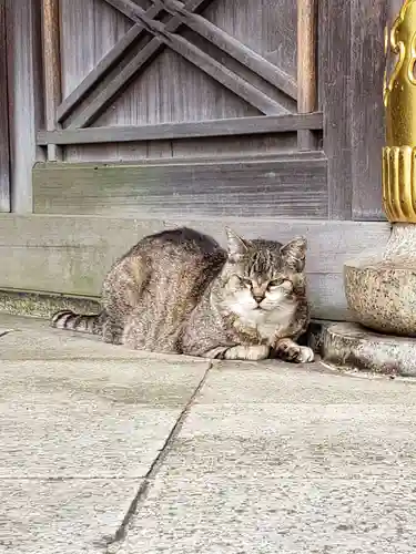 白金氷川神社の動物