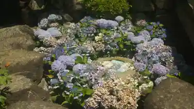 岡寺(龍蓋寺)(奈良県)
