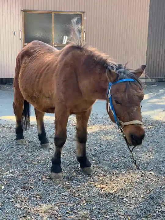 小室浅間神社の動物