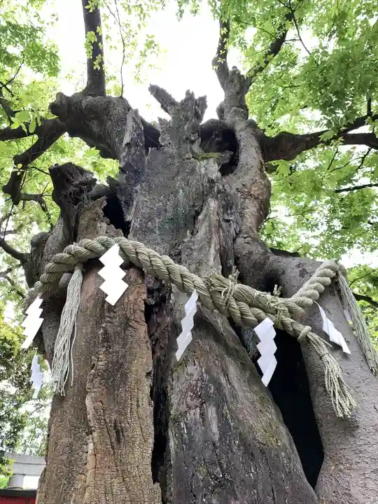 新田神社の自然