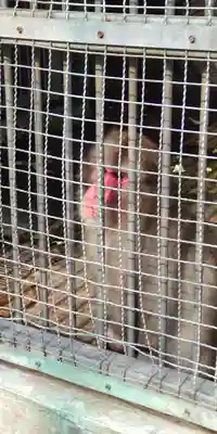 日吉大社(滋賀県)