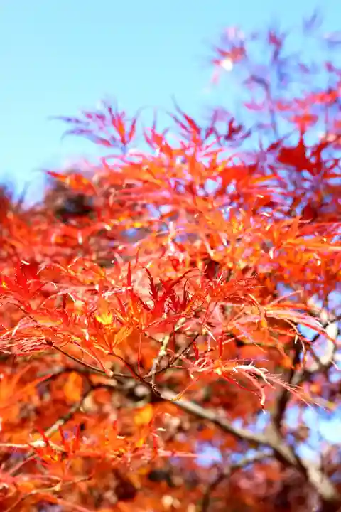 淨眞寺(東京都)