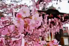 桜神宮の自然