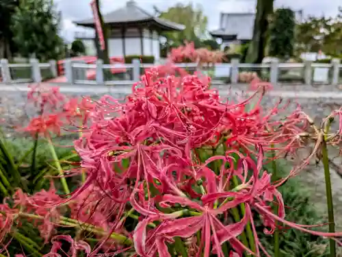 圓照寺(埼玉県)