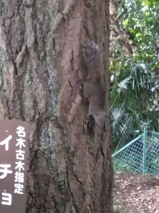 熊野神社(杉田・中原)(神奈川県)