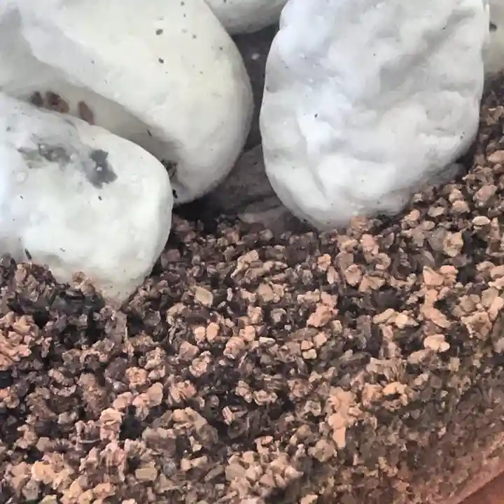 岩国白蛇神社のその他建物