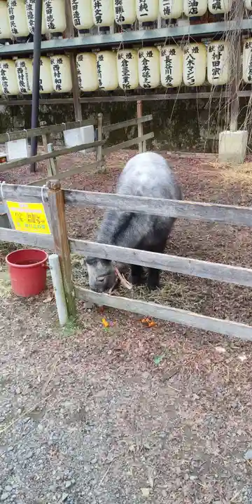 大石神社の動物