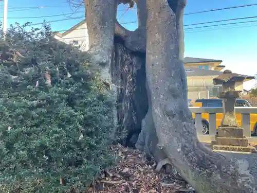 秋葉神社の自然