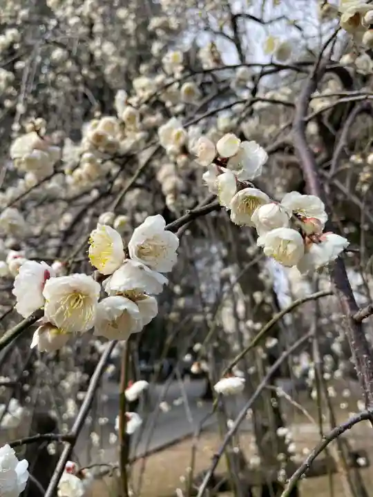 川口神社(埼玉県)