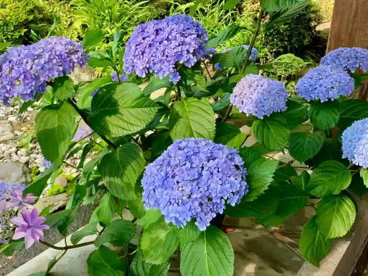 仙台大神宮の自然